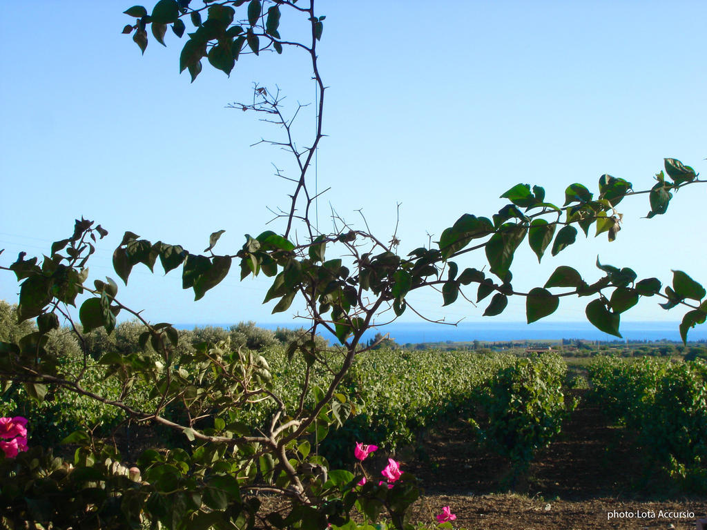 Fiori Menfi