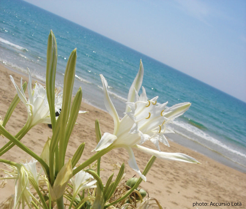 Fiori Gasthuis Menfi